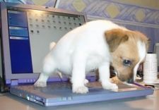 pipi clavier.jpg